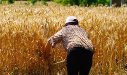 收麦视频,收麦视频背后的故事